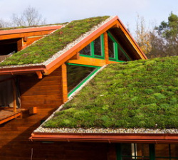 Zelená nebo vegetační střecha?